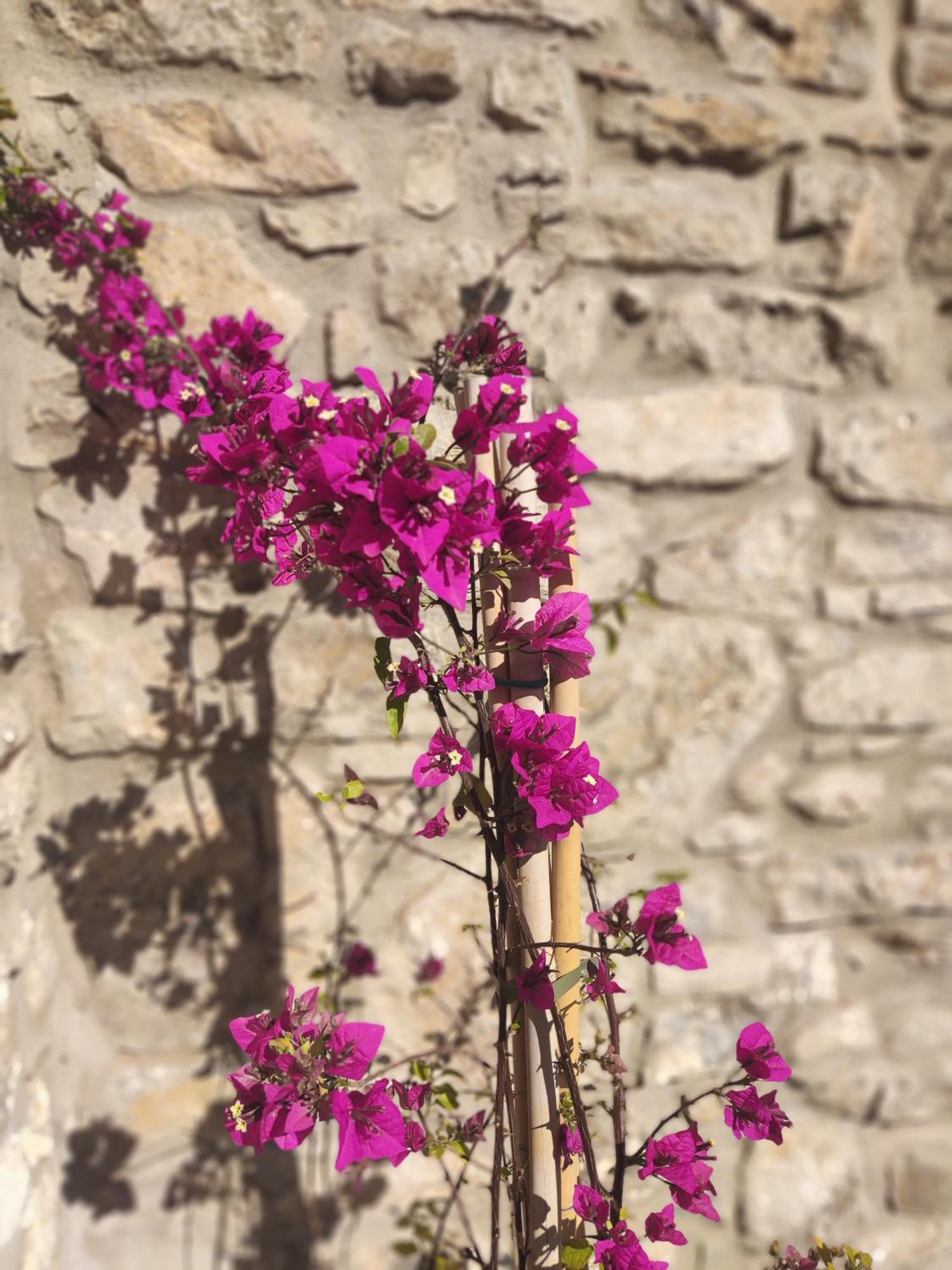 Pyrgi Cretan Living & Spa Pirgos  Zewnętrze zdjęcie